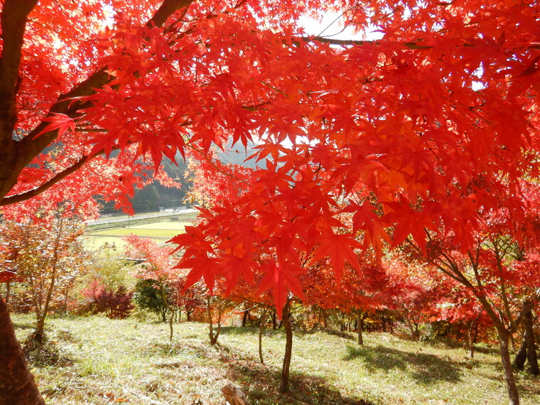 美山は、紅葉がとても綺麗でした。
