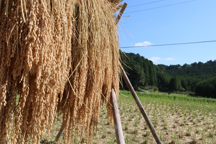 収穫した稲穂を天日干ししてから2週間が経過