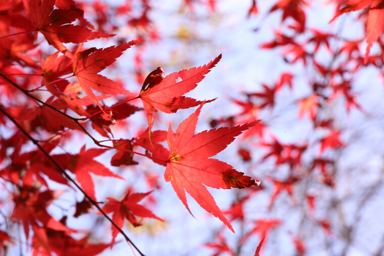 「つながりの森」は紅葉がとても綺麗でした