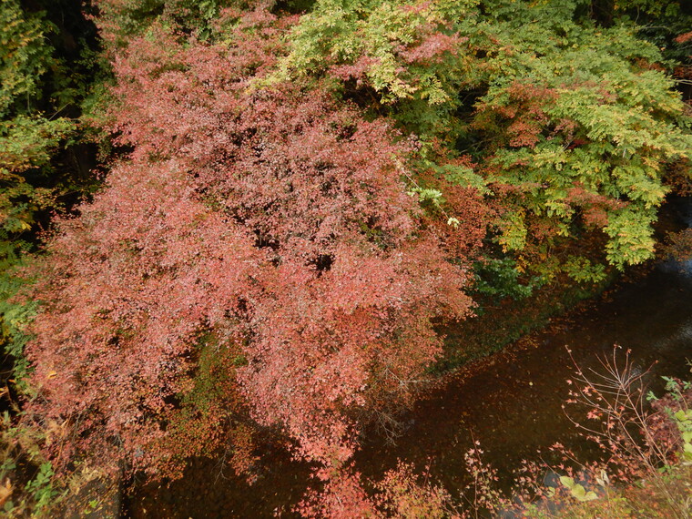 紅葉