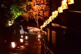 【京都・三尾活性化プロジェクト】高雄ライトアップ見学ツアー実施報告