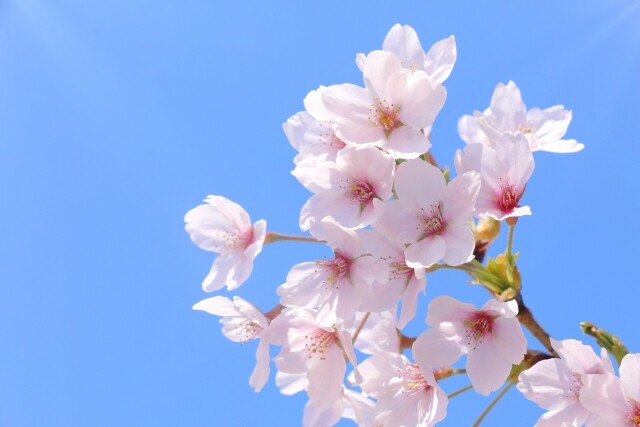【4月ピックアップ】植物園「桜・ソメイヨシノ」_31650735_s.jpg