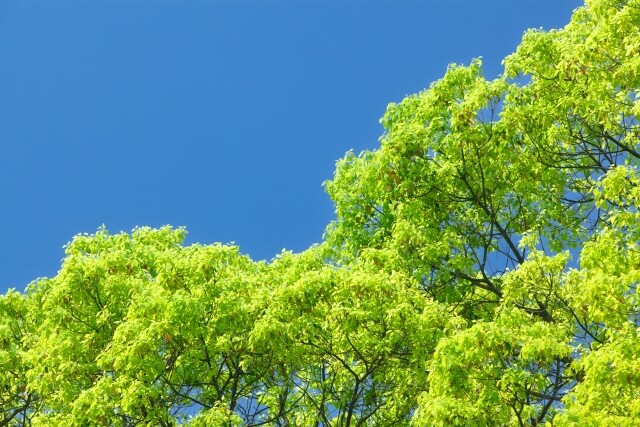 12月ピックアップ講座】もっと身近に植物園！「樹木」 | ピックアップ