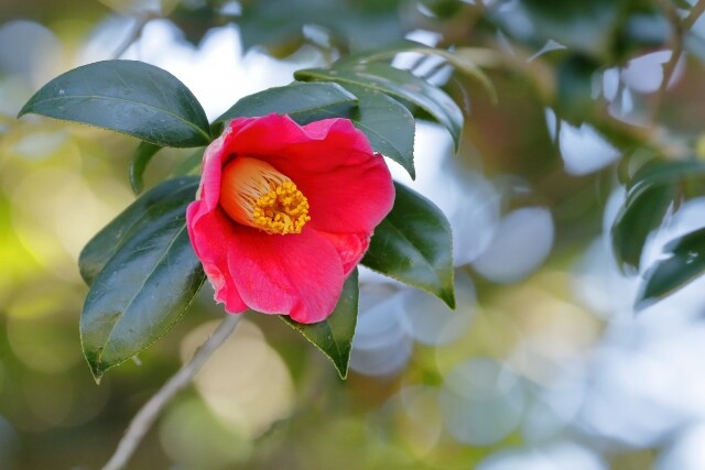 【2月ピックアップ】植物園「ツバキ」_3113038_s.jpg