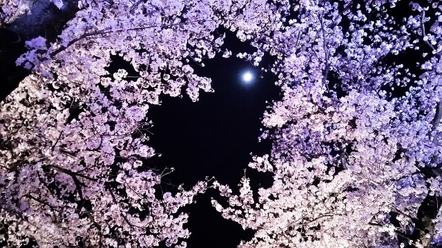 【3月ピックアップ】鬼と魔界のフォークロア「夜桜」_23829010_s.jpg