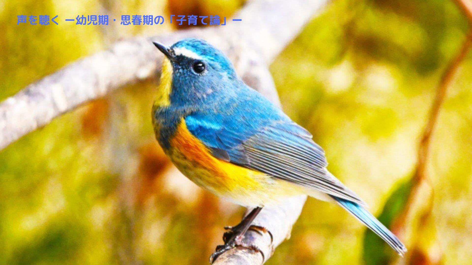 【2月ピックアップ】（完成版）青い鳥「子育て論」_25193588_s.jpg