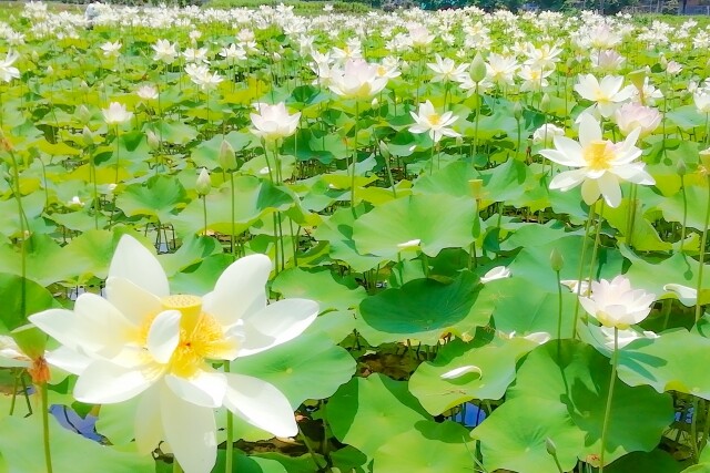 【8月ピックアップ】植物園「ハスの不思議」_26773231_s.jpg