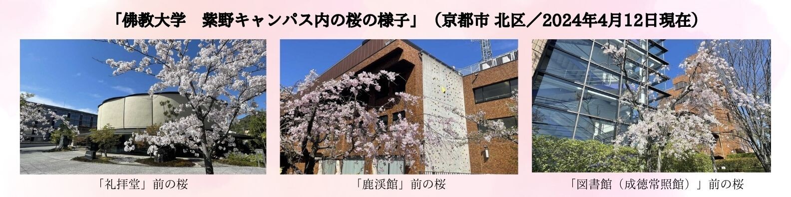 キャンパス内の桜の様子.jpg